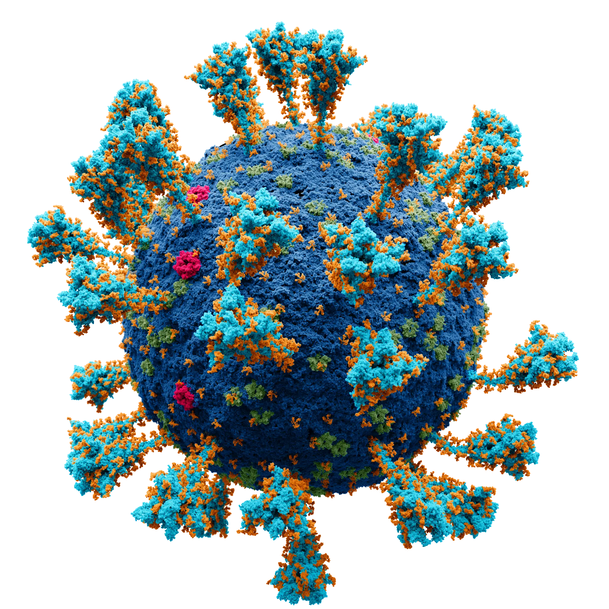 New antibody research shows hope for combating all variants of SARS-CoV2